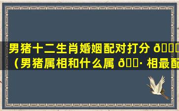 男猪十二生肖婚姻配对打分 🐕 （男猪属相和什么属 🕷 相最配）